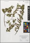 Foto von Salix myrsinifolia Salisb.